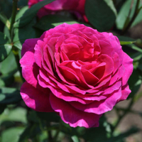 Роза чайно-гибридная Purple (Перпл) купить