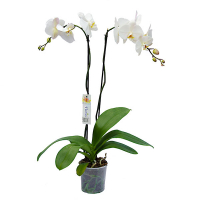Орхідея фаленопсис королівська 2 квітконоси купить