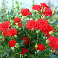 Роза плетистая Красная мелкоцветковая купить