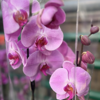 Орхидея фаленопсис королевская купить