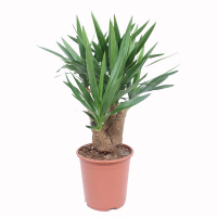 Юкка цены в магазине Ваш Сад Юкка купить